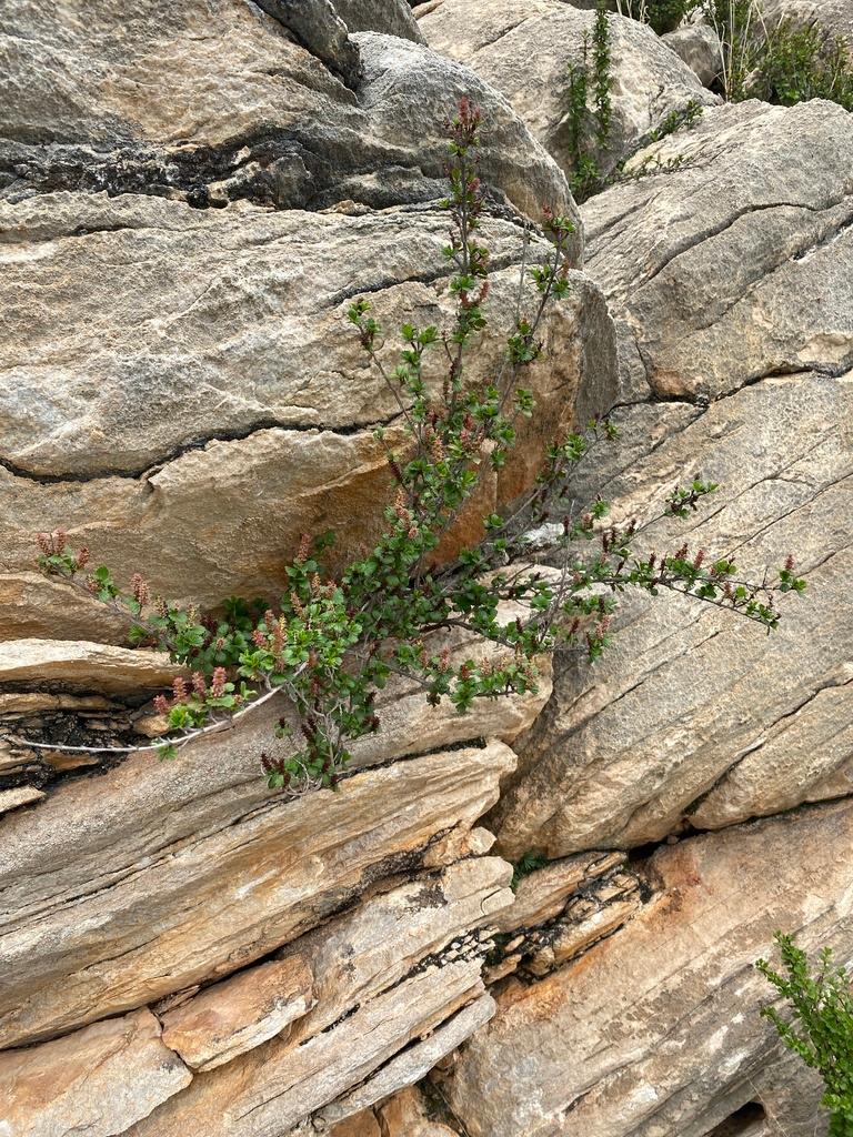 Myrothamnus Flabellifolia Leaf Extract 3