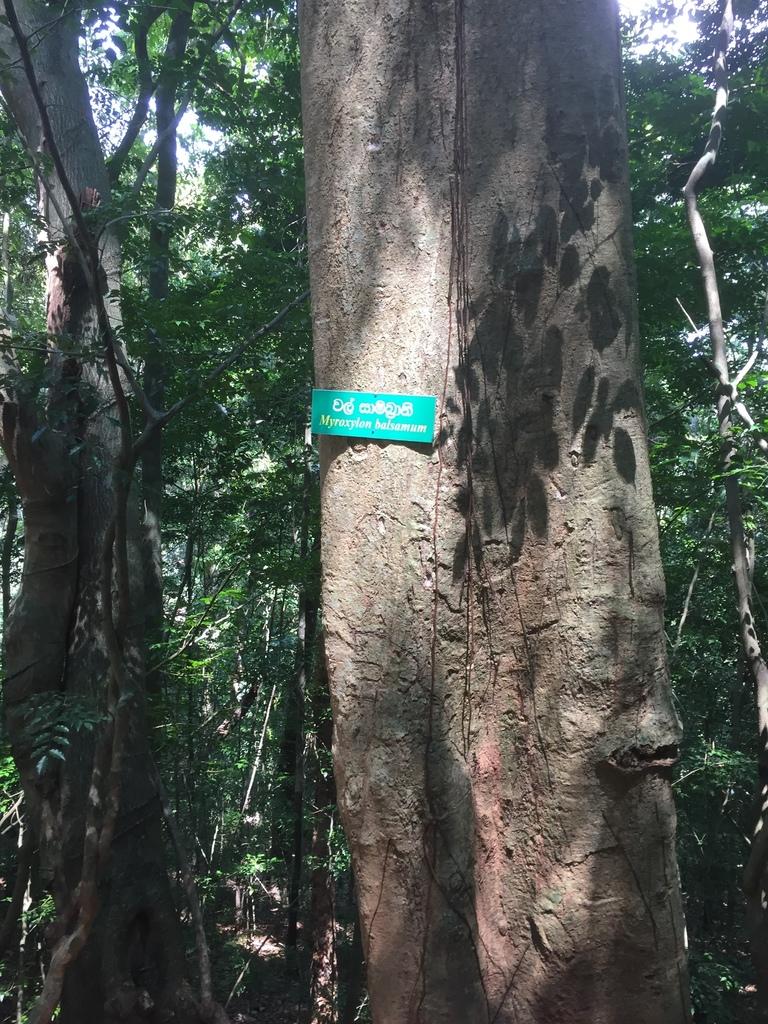 MYROXYLON PEREIRAE OIL 1