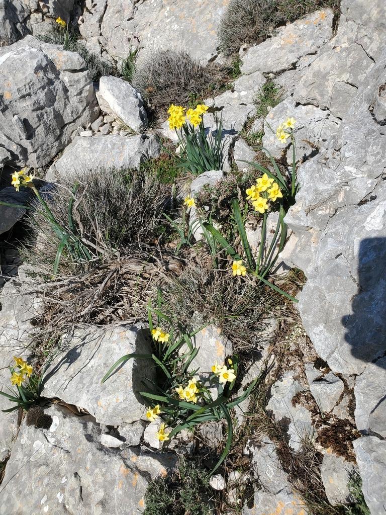 Narcissus Tazetta Bulb Extract 1