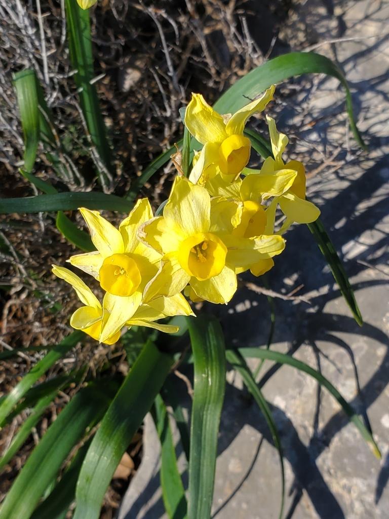 Narcissus Tazetta Bulb Extract 2