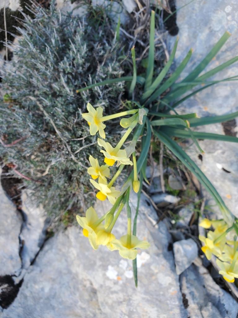 Narcissus Tazetta Bulb Extract 3