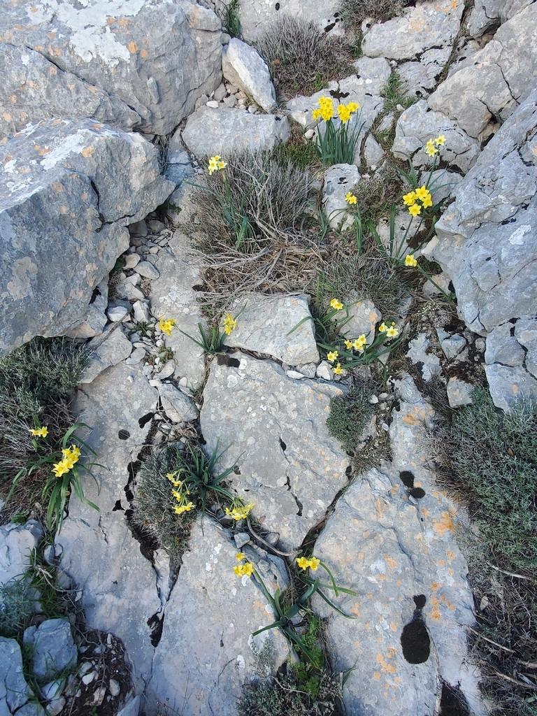 Narcissus Tazetta Bulb Extract 4