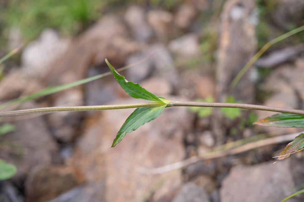 Nardostachys Jatamansi Root Oil 4