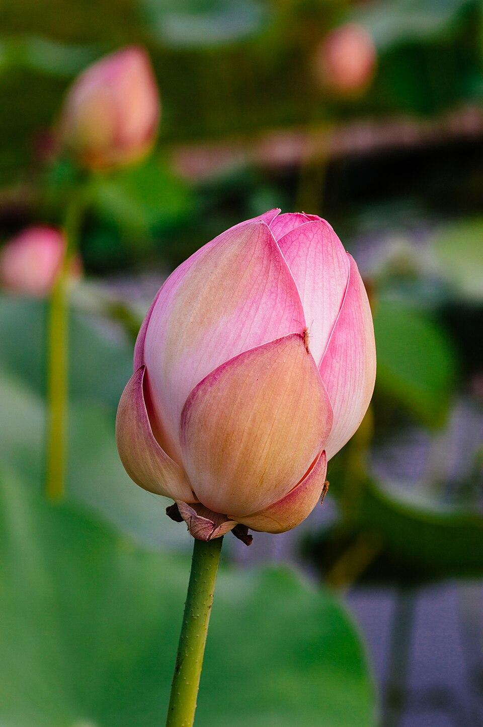 Nelumbo nucifera leaf extract 1
