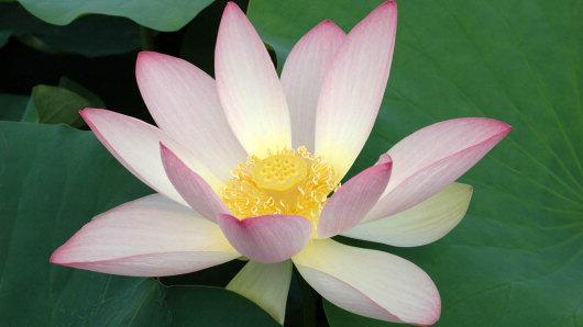 Nelumbo nucifera root water 6