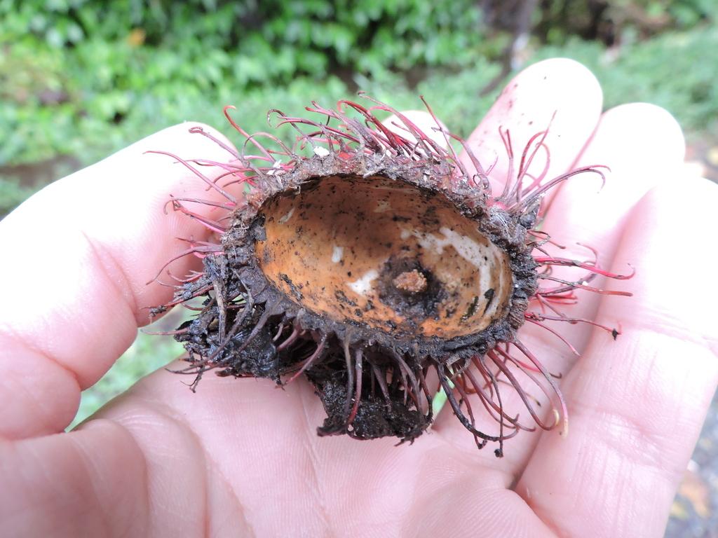 Nephelium Lappaceum Extract 3