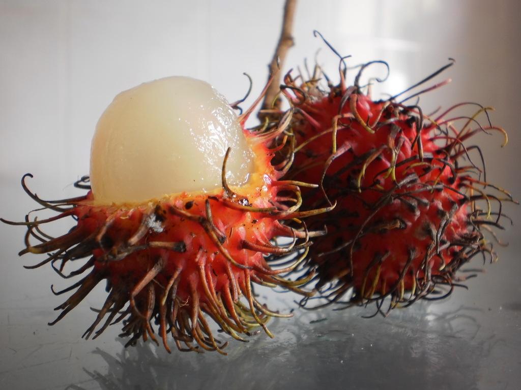 NEPHELIUM LAPPACEUM PEEL EXTRACT 1
