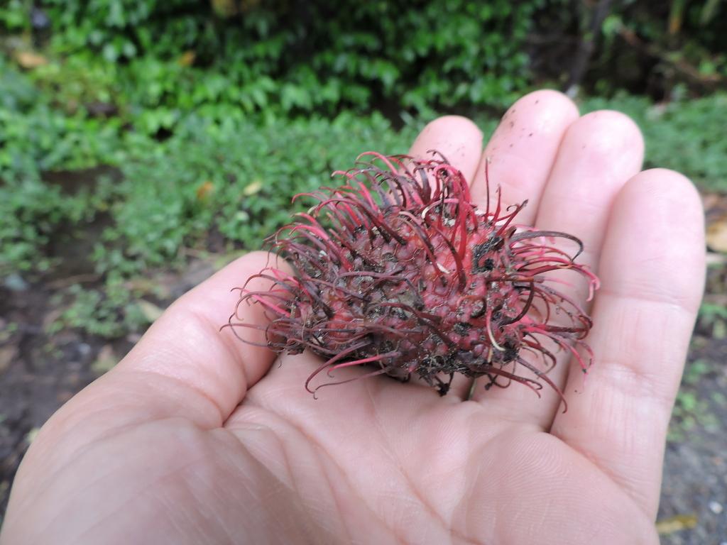 NEPHELIUM LAPPACEUM PEEL EXTRACT 4