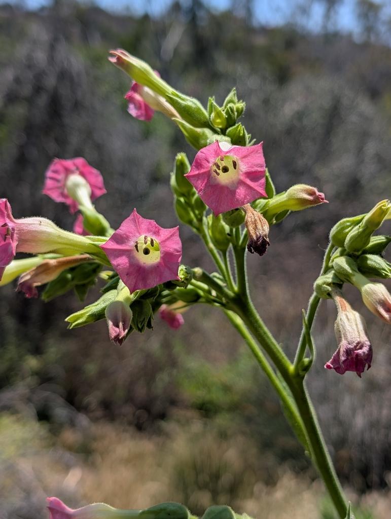 NICOTIANA TABACUM LEAF EXTRACT 4