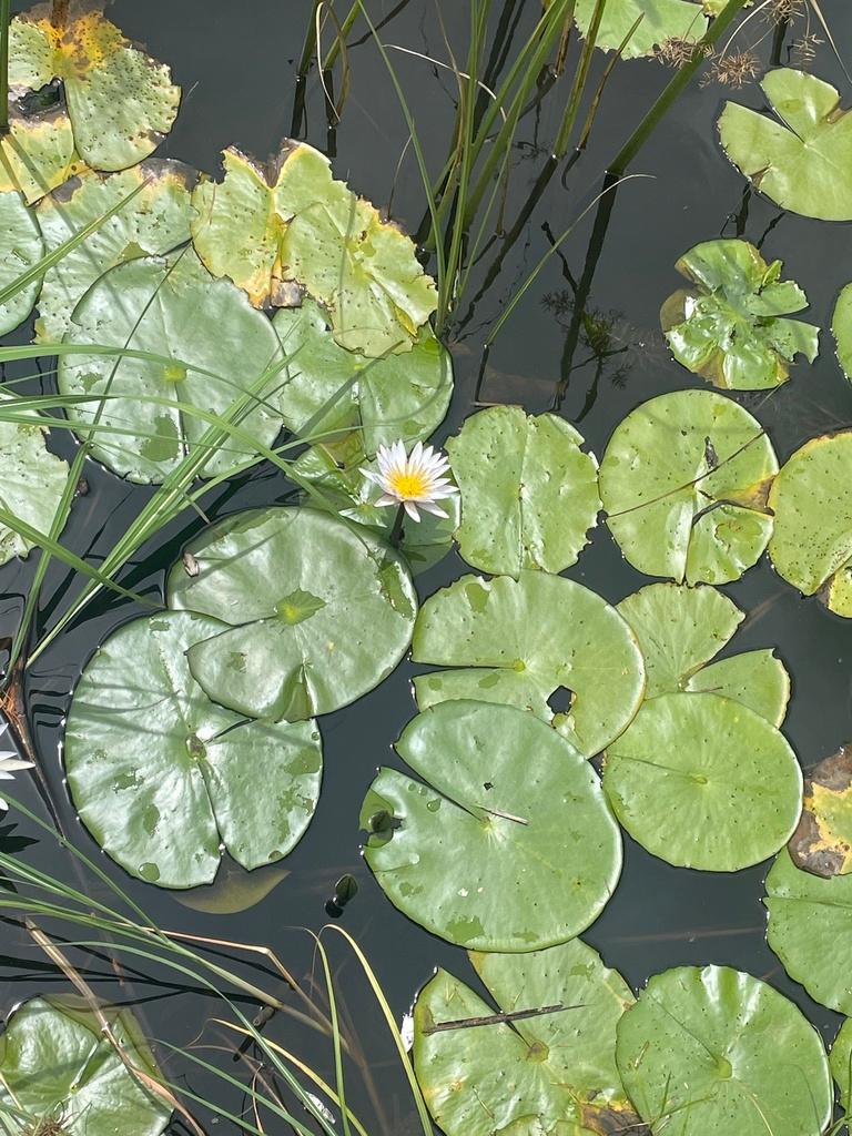 Nymphaea Caerulea Flower Water 4