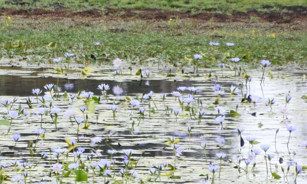 Nymphaea Caerulea Flower Water 2