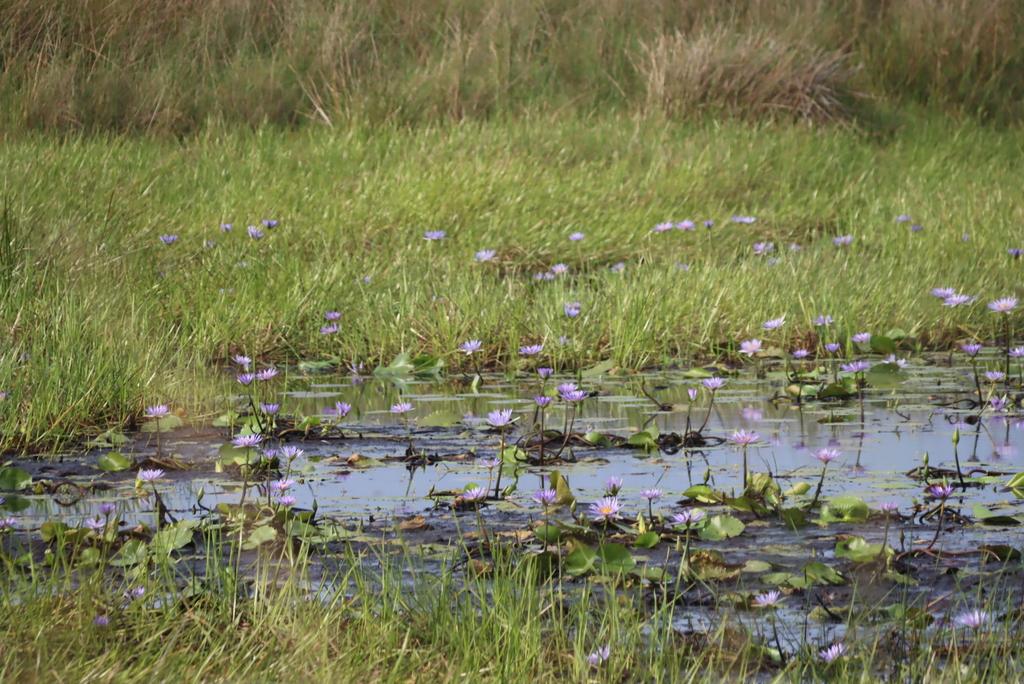 Nymphaea Caerulea Flower Water 1