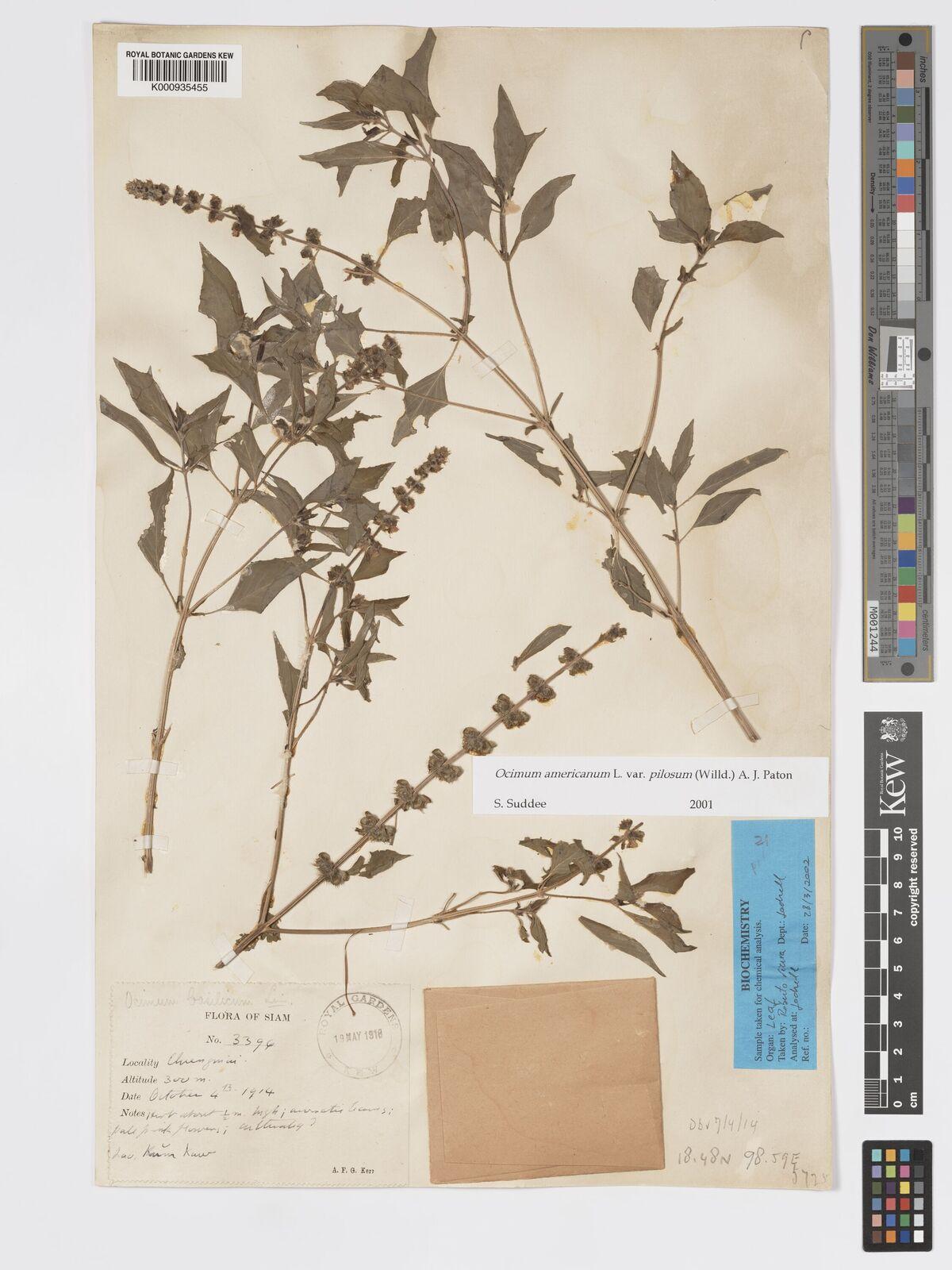 Ocimum basilicum (Basil) flower/leaf extract 10