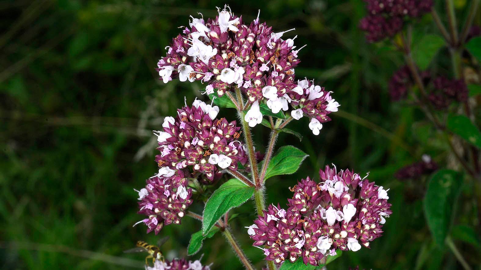 Ocimum basilicum (Basil) flower/leaf extract 8