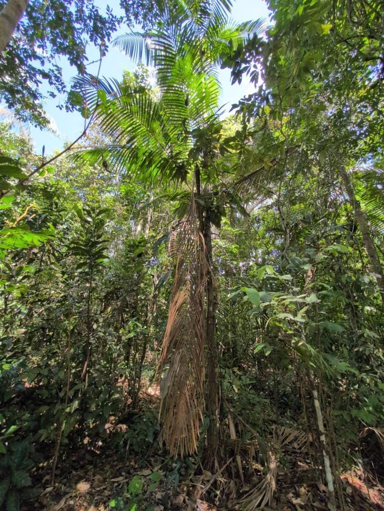 OENOCARPUS BATAUA FRUIT OIL 4