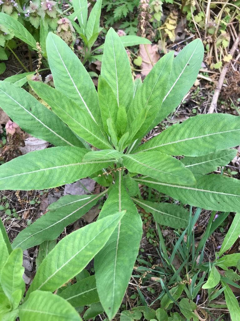 OENOTHERA BIENNIS ROOT EXTRACT 3