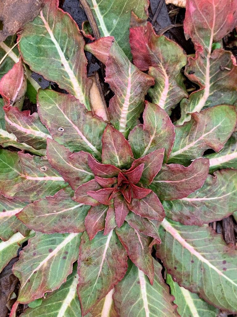 OENOTHERA BIENNIS ROOT EXTRACT 4