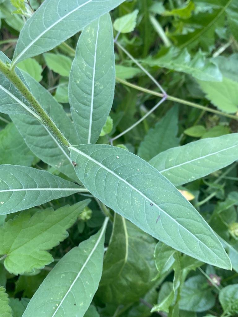 OENOTHERA BIENNIS ROOT EXTRACT 2