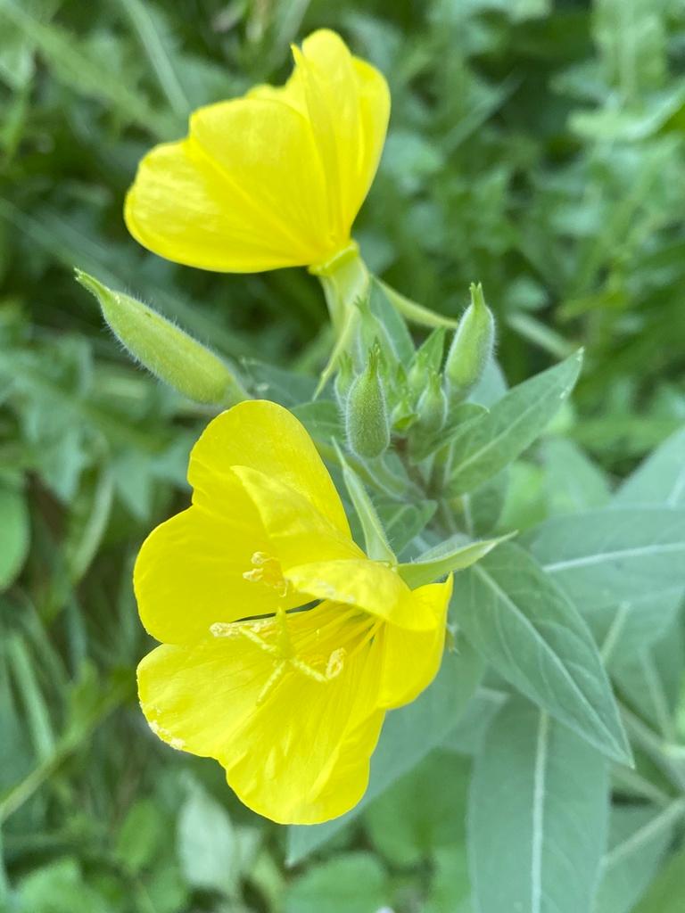 OENOTHERA BIENNIS 1