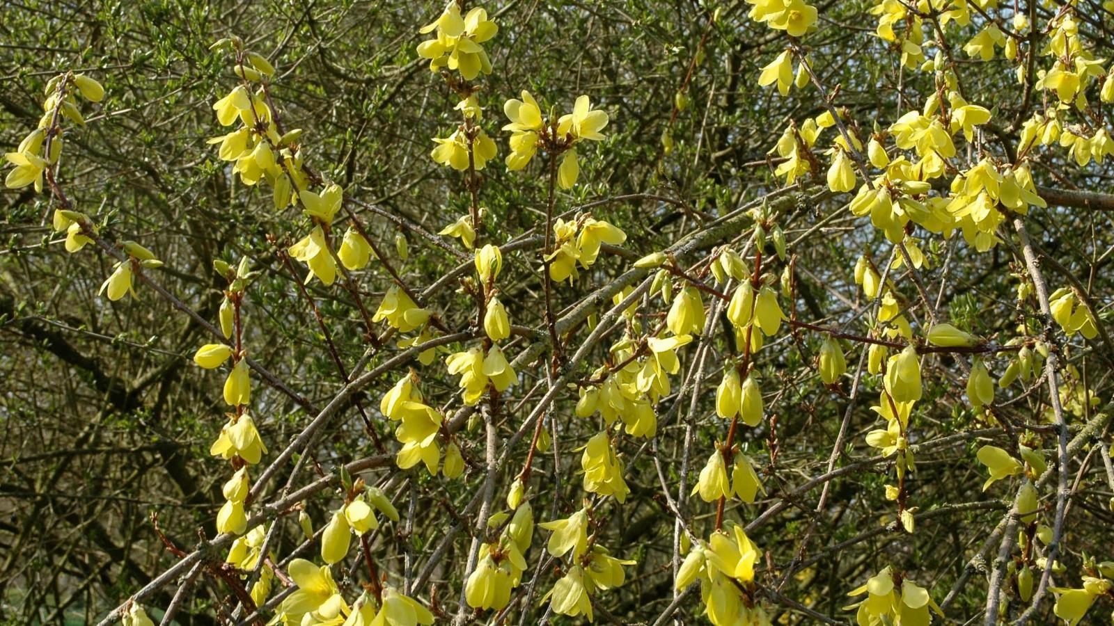 Olea europaea (Olive) fruit extract 6