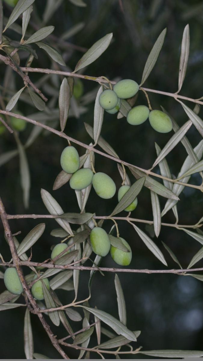 Olea europaea (Olive) husk oil 4