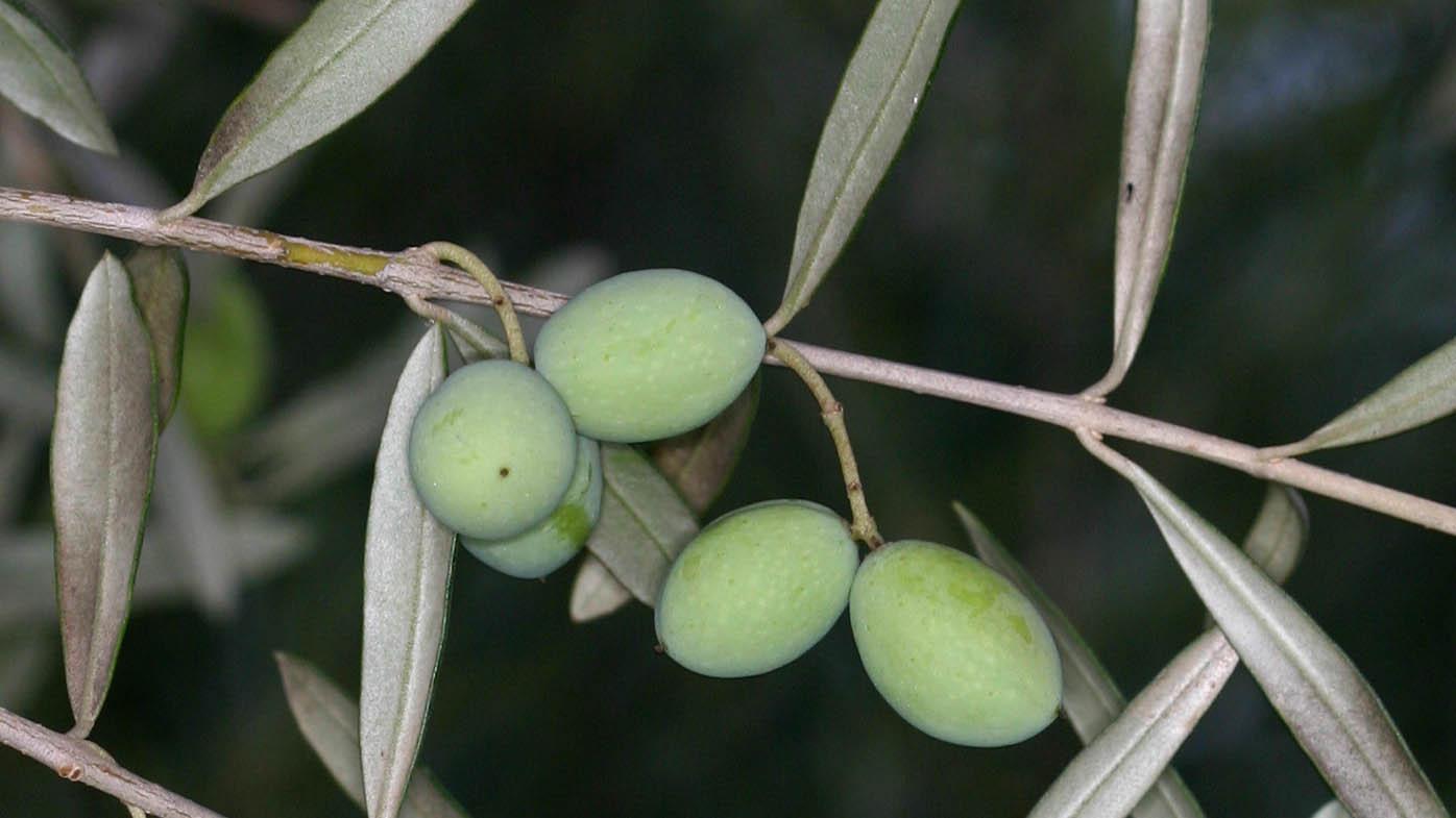 Olea europaea (Olive) sap extract 2