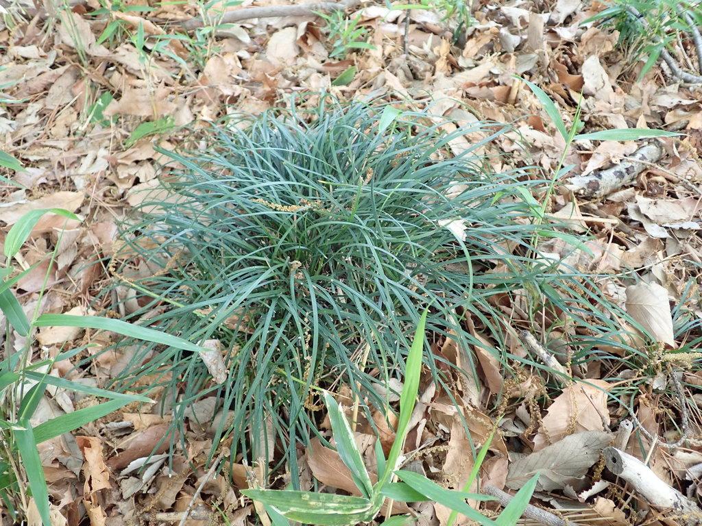 Ophiopogon Japonicus Root Extract 4