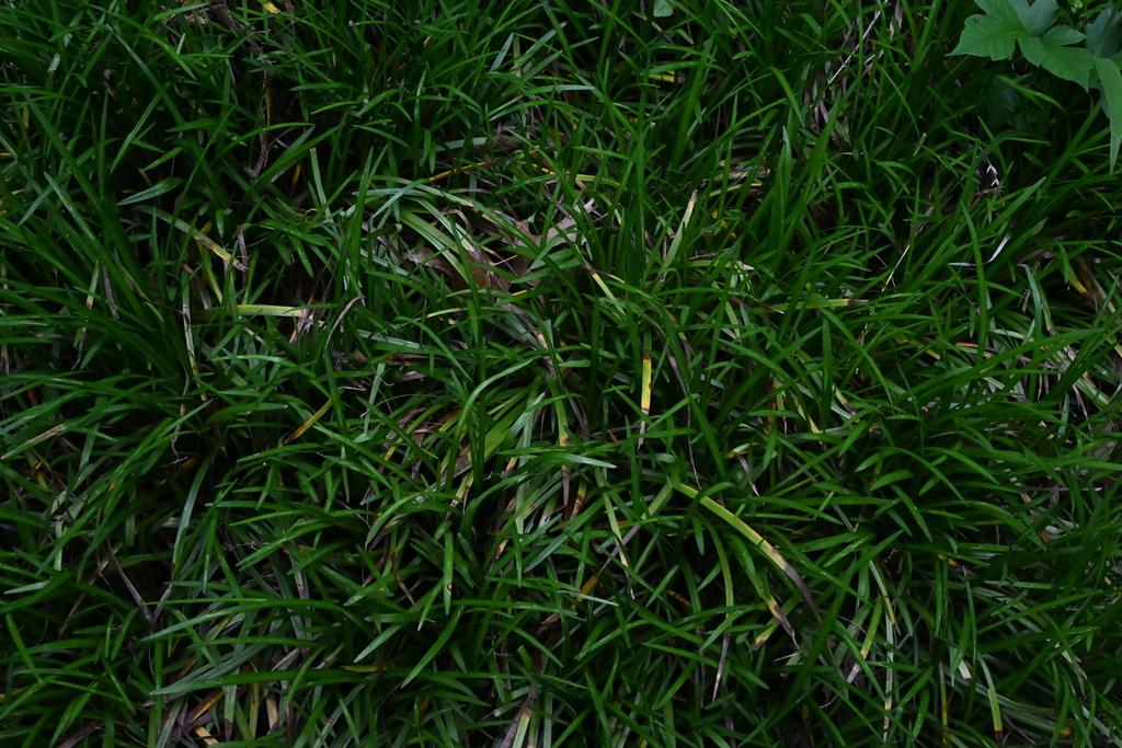 Ophiopogon Japonicus Root Extract 3