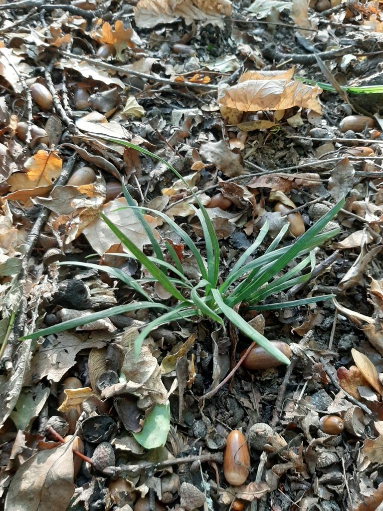 Ophiopogon Japonicus Root Extract 1
