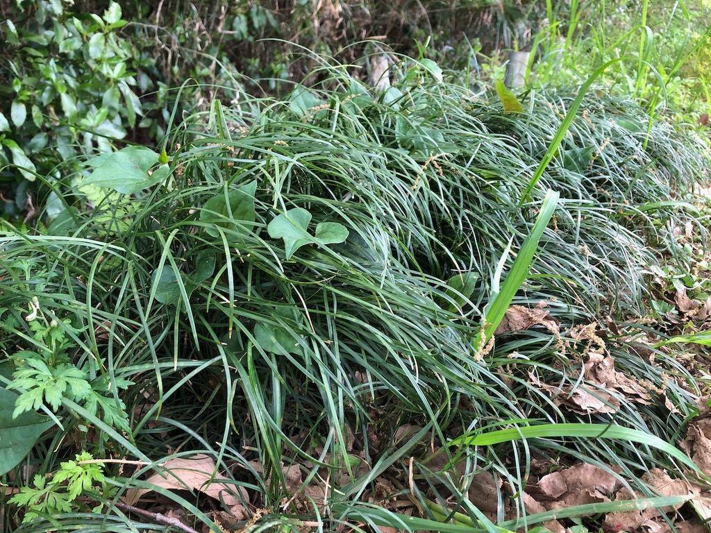 Ophiopogon Japonicus Root Extract 2