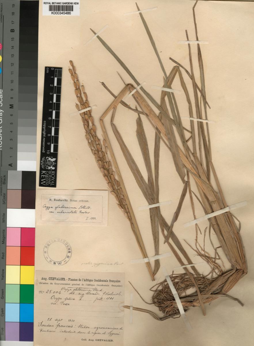 Oryza sativa (Rice) extract 7