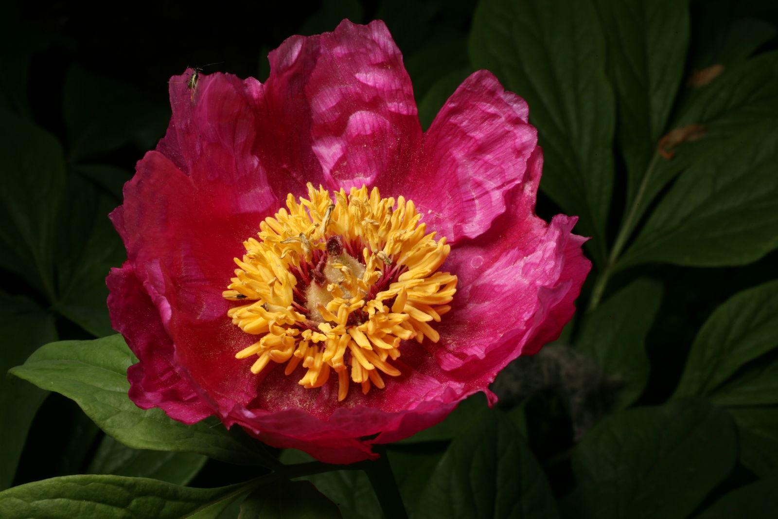 Paeonia officinalis flower extract 5