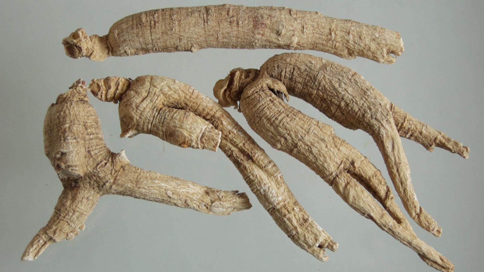 Panax ginseng root oil 9