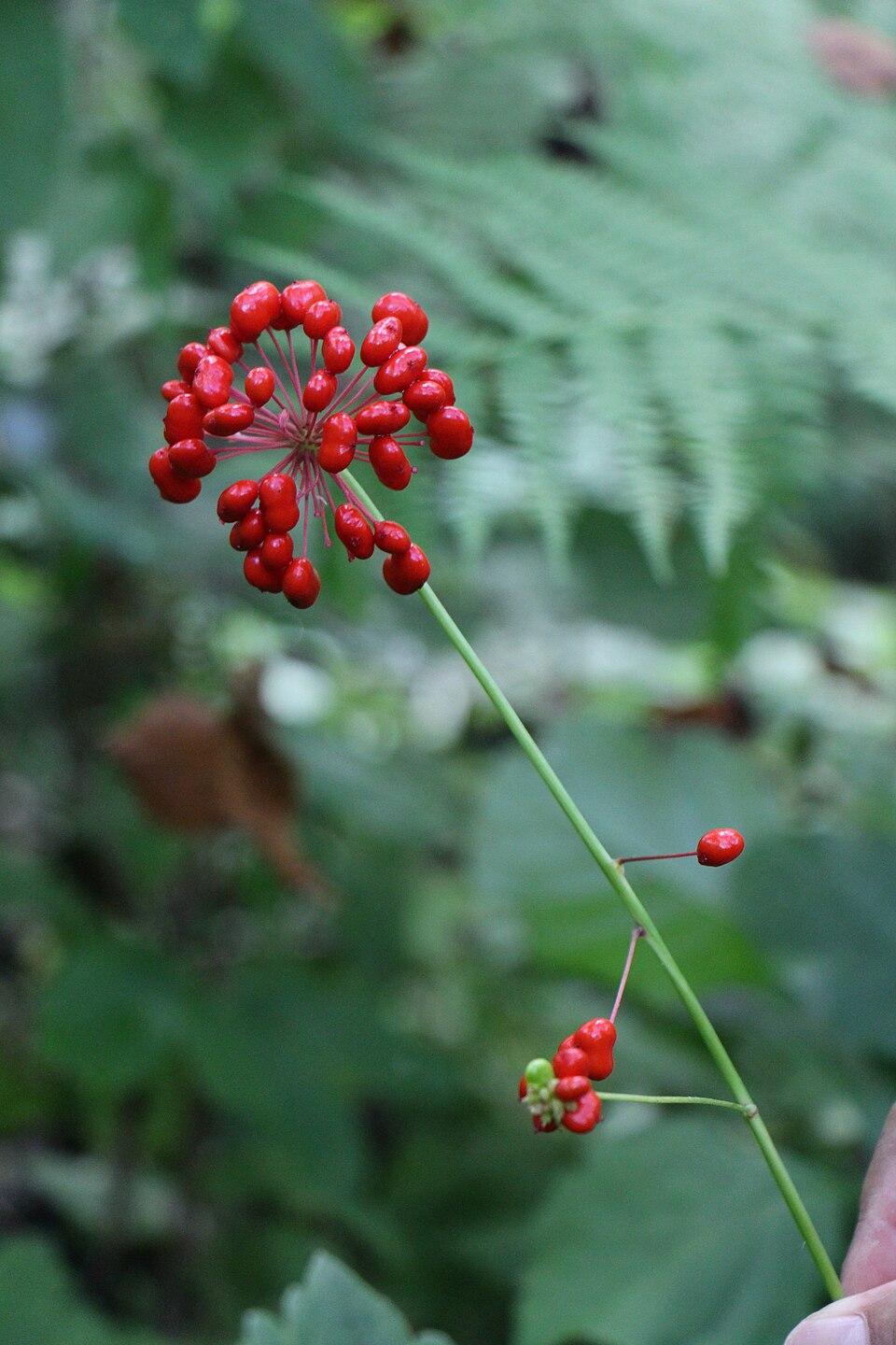 Panax ginseng root 4