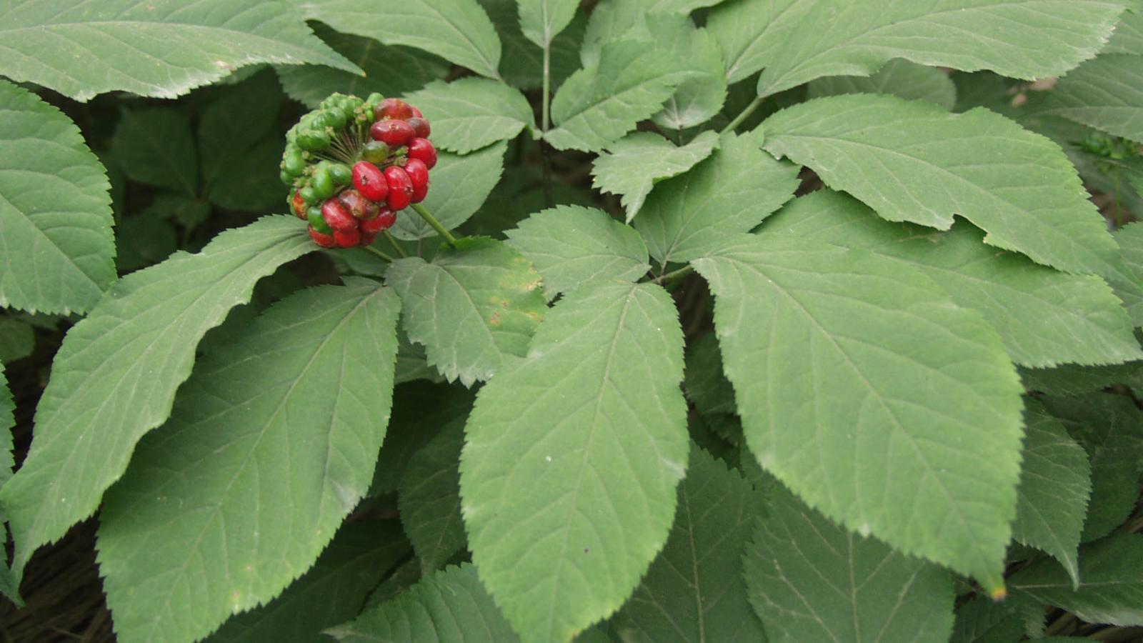 Panax ginseng root 7