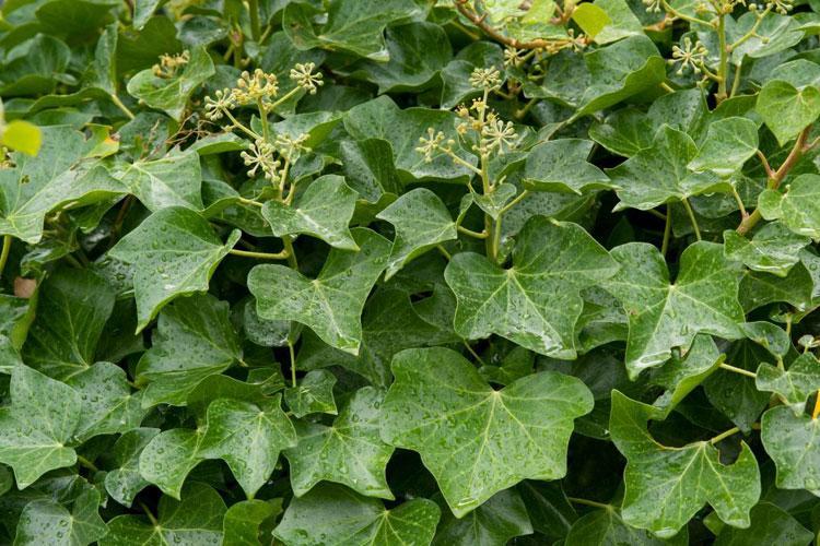Panax ginseng root 6