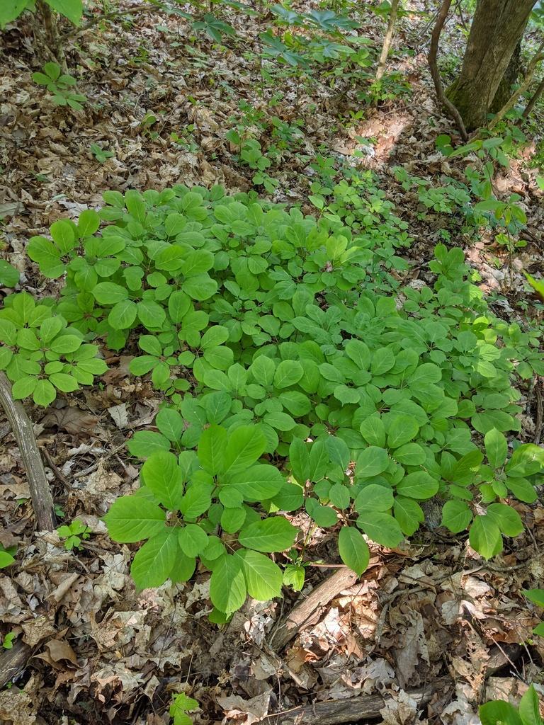 PANAX QUINQUEFOLIUS ROOT EXTRACT 1