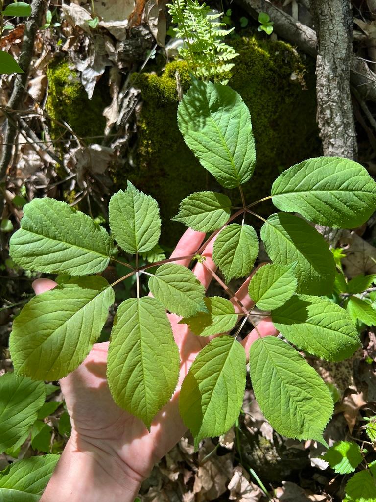 PANAX QUINQUEFOLIUS ROOT EXTRACT 2