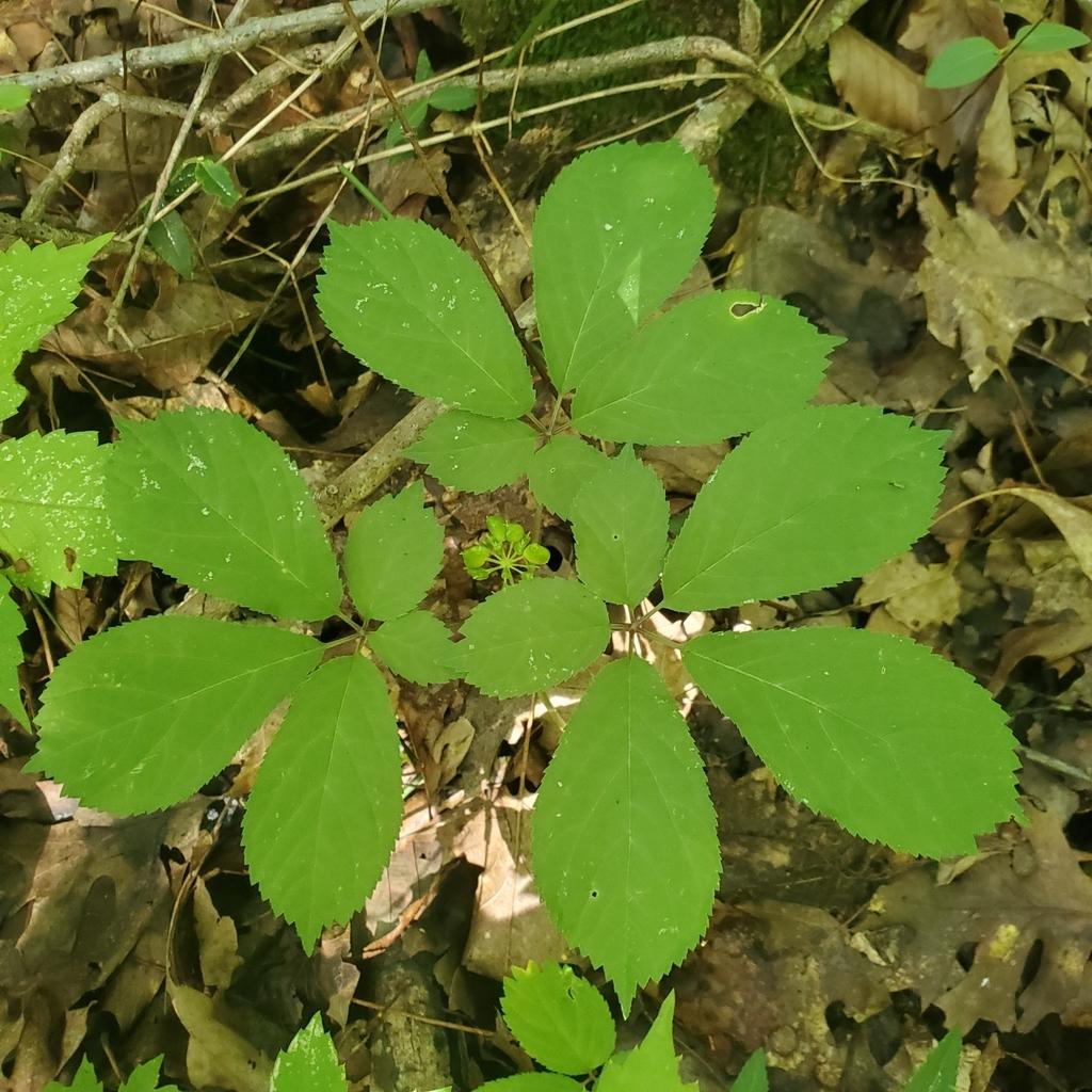 PANAX QUINQUEFOLIUS ROOT EXTRACT 3
