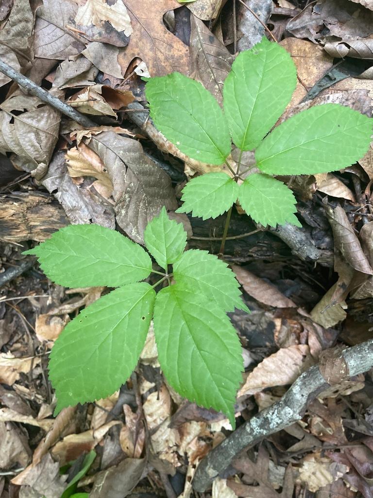 PANAX QUINQUEFOLIUS ROOT EXTRACT 4