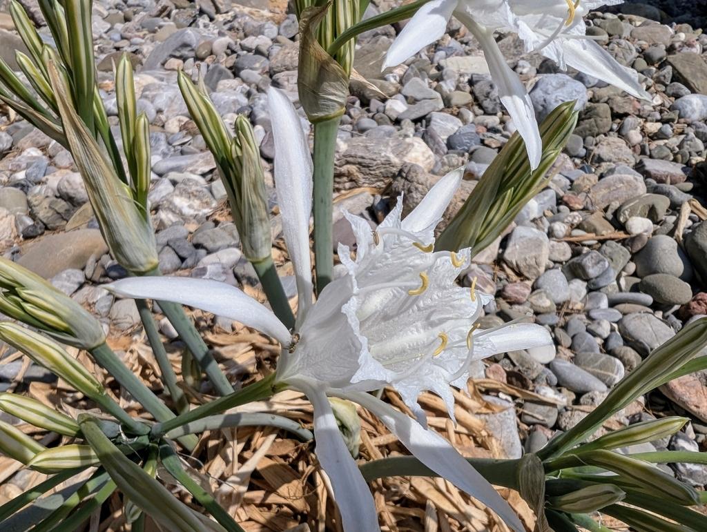 PANCRATIUM MARITIMUM EXTRACT 4