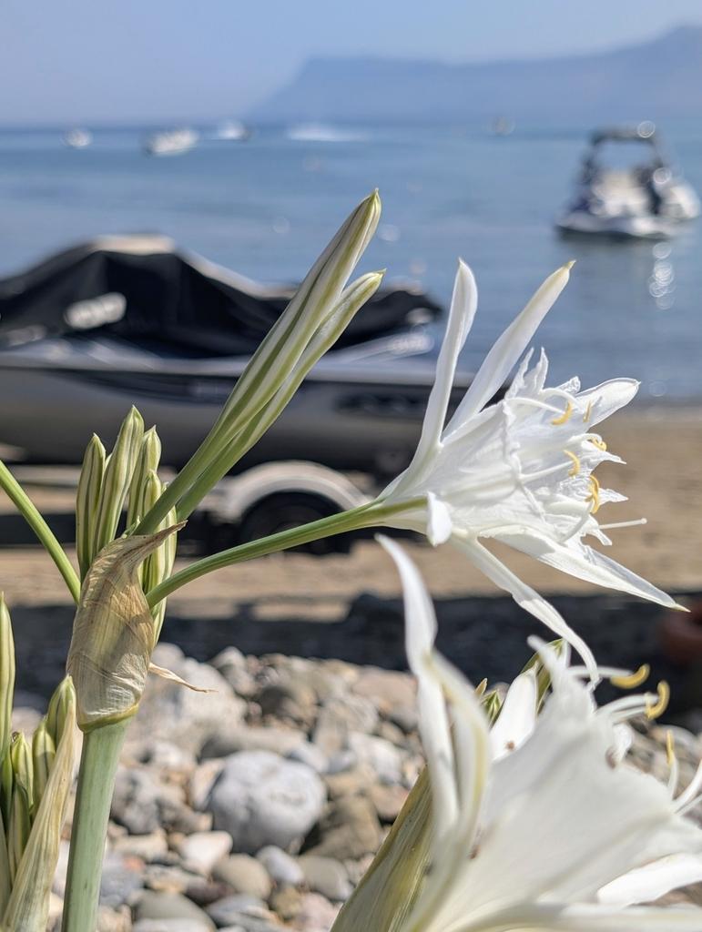 PANCRATIUM MARITIMUM EXTRACT 3