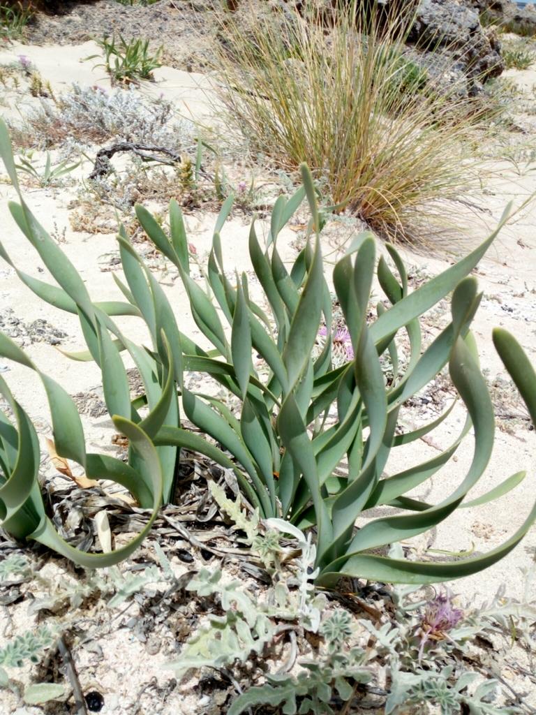 PANCRATIUM MARITIMUM EXTRACT 1