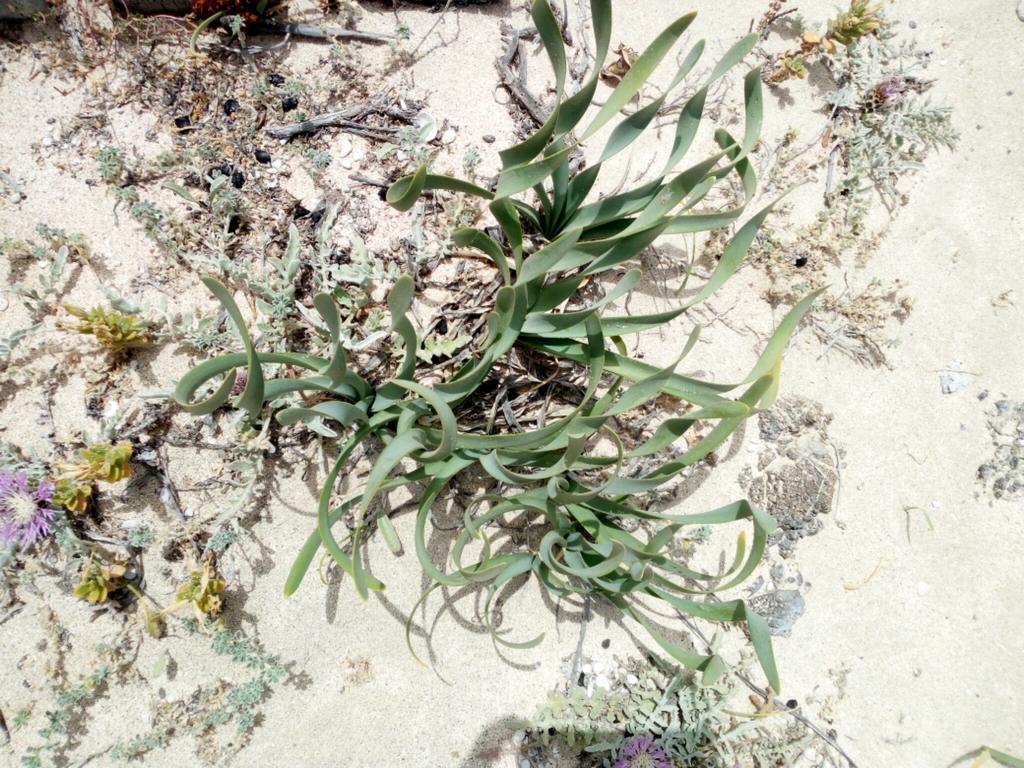 PANCRATIUM MARITIMUM EXTRACT 2