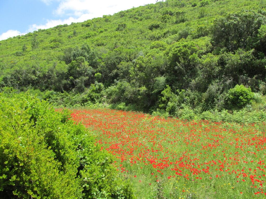 Papaver Rhoeas Petal Extract 2