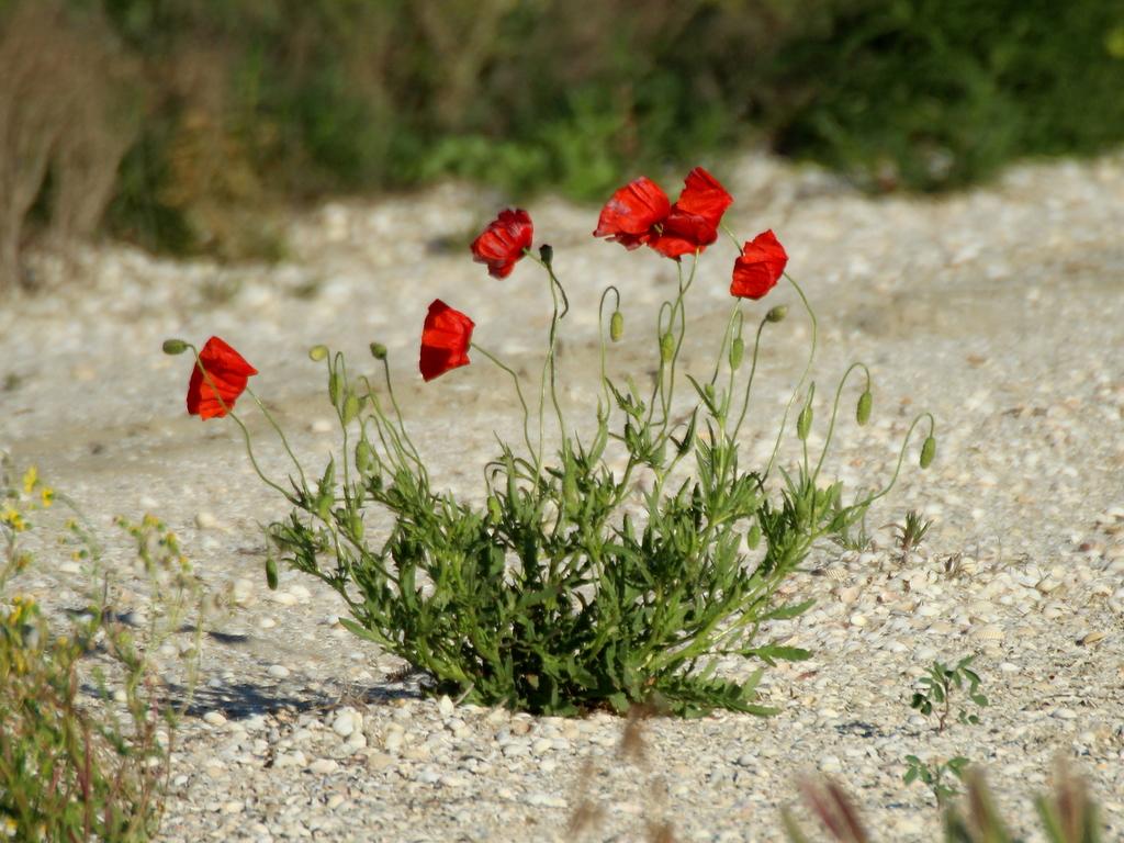 Papaver Rhoeas Petal Extract 1