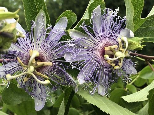 Passiflora incarnata (Passionflower) flower extract 4