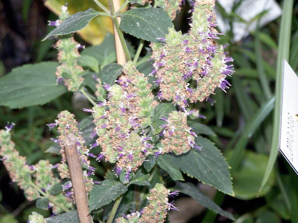 Patchouli 2
