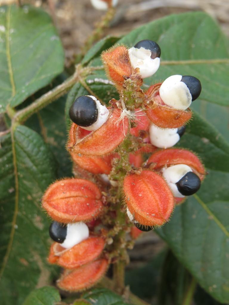 PAULLINIA CUPANA SEED EXTRACT 2