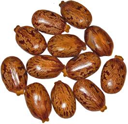 PEG-33 Castor Oil 1
